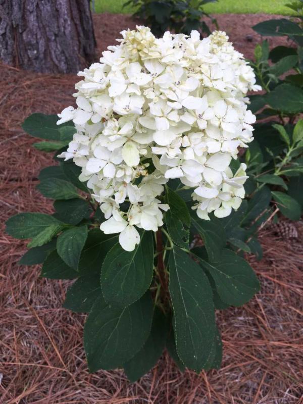 hydrangea white weddingjpg